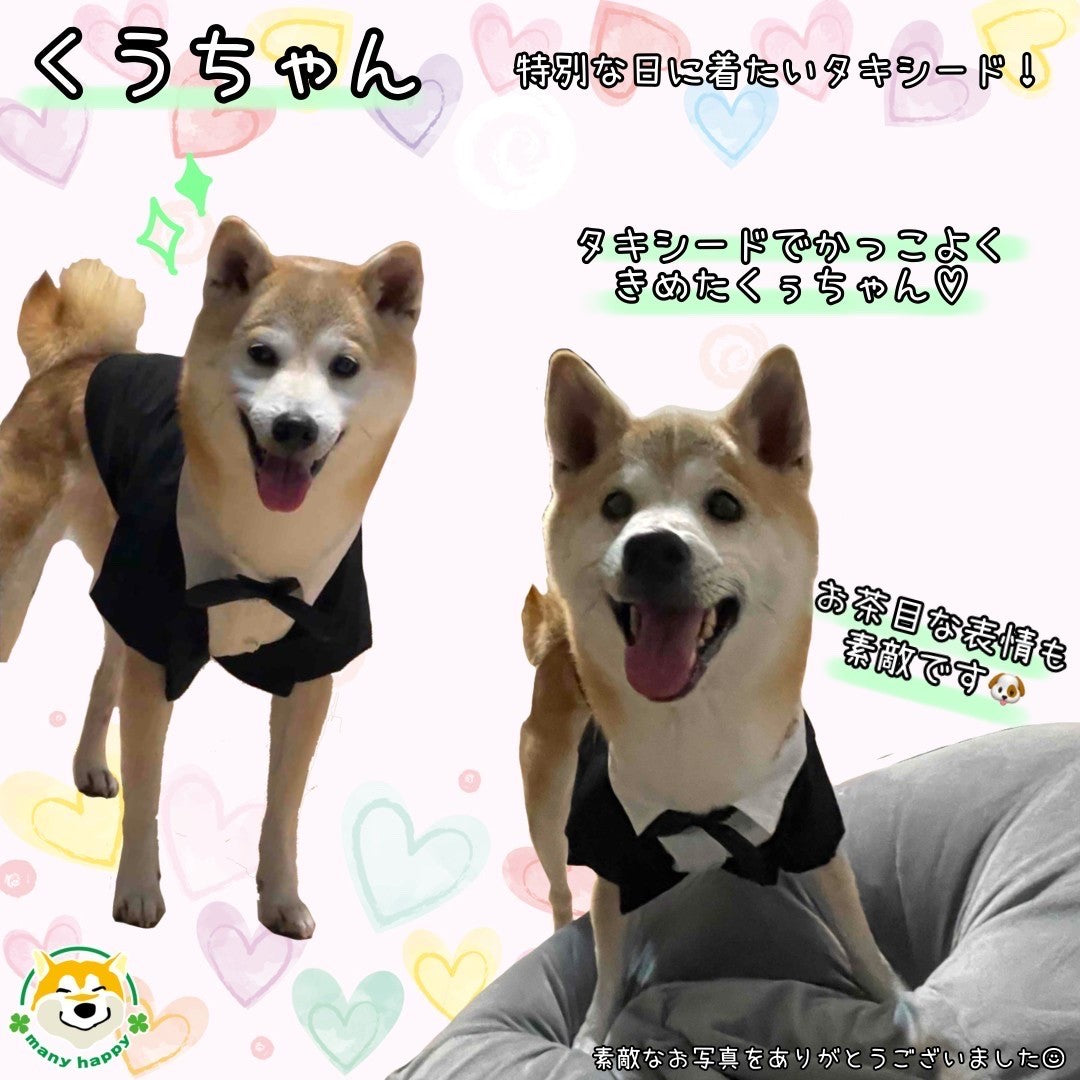 ☆専用☆ 柴犬セット 蝶ネクタイ付き 楽天市場】蝶ネクタイ 柴犬の通販