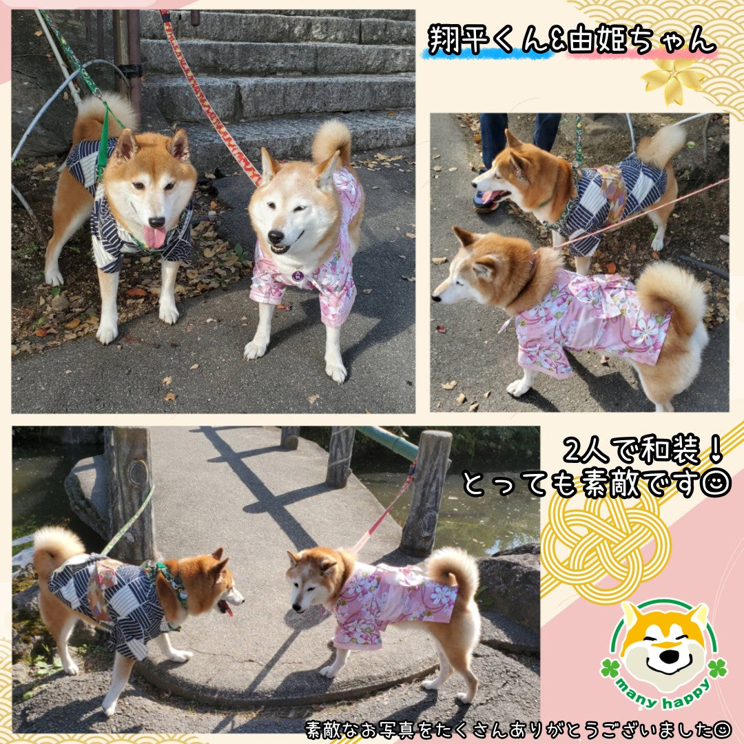 小型犬 中型犬用 犬 着物 女の子 桜柄 和柄 お腹側マジック